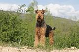 AIREDALE TERRIER 150